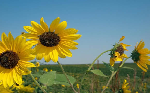 Sun Flowers